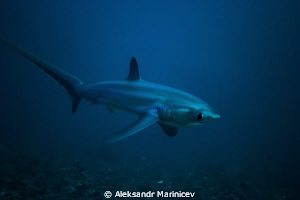 Magnificant Thresher Shark.
Malapascua Island by Aleksandr Marinicev 